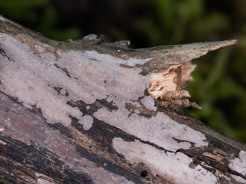 Peniophora meridionalis
